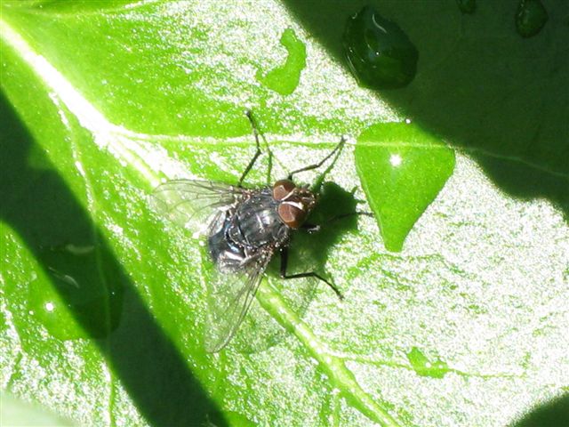 Calliphoridae ?